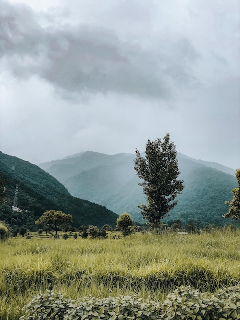 A field with mountains in the background