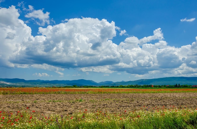 A field with poppies on the background of mountains and clouds on a summer day.