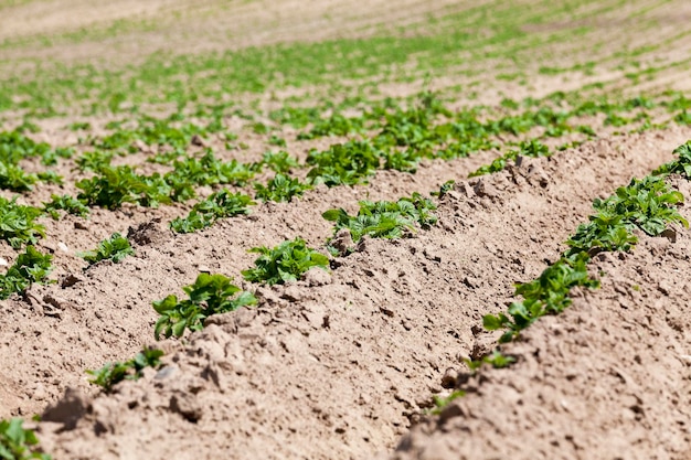 Field with potato