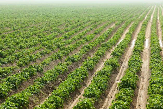 Field with potato