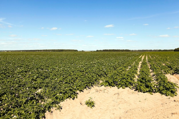 Field with potato