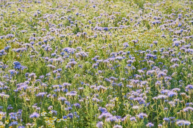 A field with purple flowers as a natural background