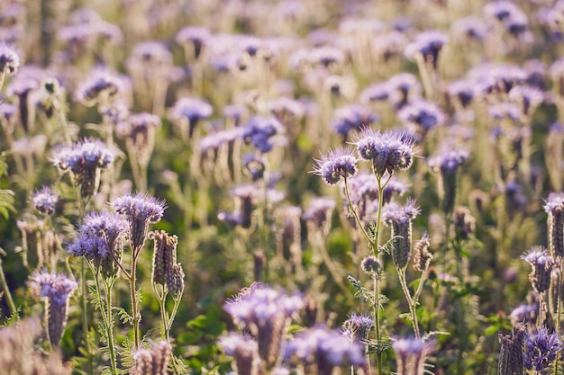 A field with purple flowers as a natural background