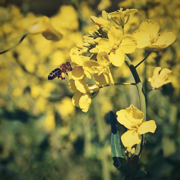 Field with rape Brassica napus Brassica napus