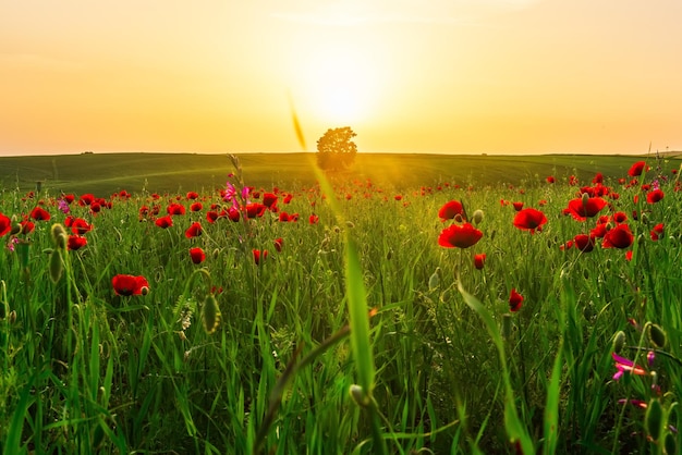 Field with red poppies at sunset