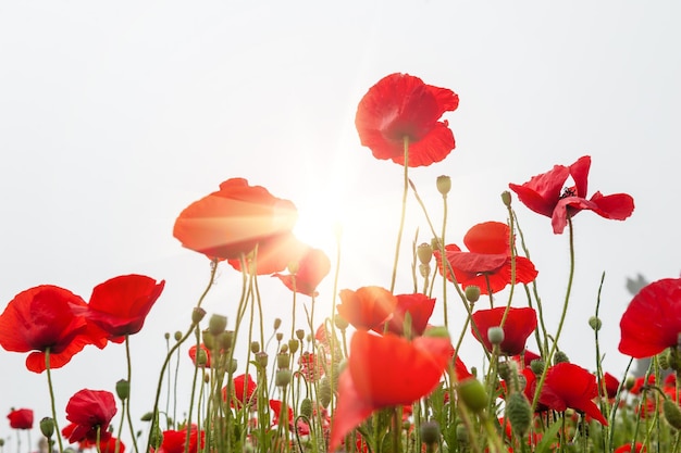 Field with a red poppy flowers in morning sunlight. Santorini island, Greece. Beautiful summer landscape. Small depth of sharpness