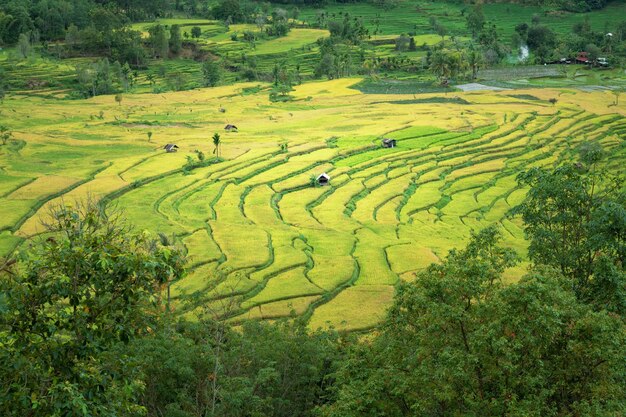 A field with rice fields and a house in the background