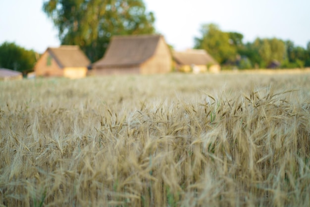 Field with ripe wheat near a village in Poltava region Ukraine