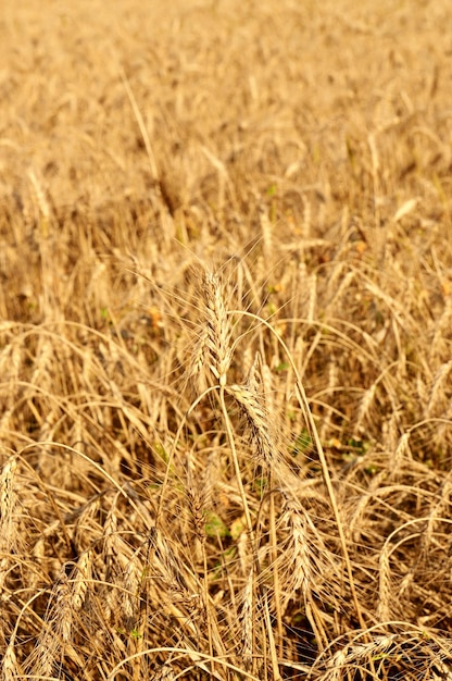 Field with ripe wheat