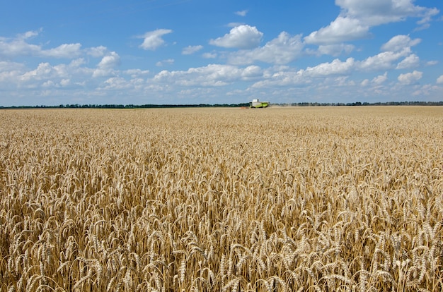 Field with ripen wheat cereal and Ñombine harvester under cloudy blue sky.