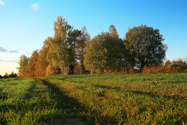 Field with road and trees