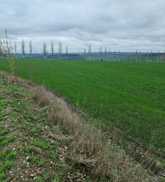 A field with a row of trees in the background and a green field with a few trees in the background.