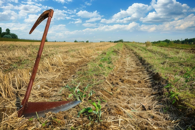 a field with a sign that says  corn  on it