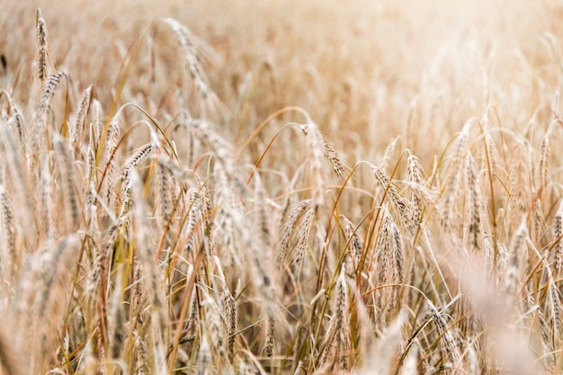 Field with spikelets of wheat on a sunny day