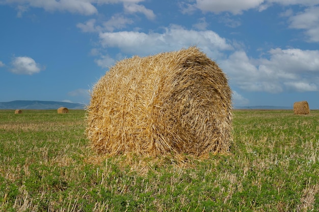 A field with straw hay bales after harvest