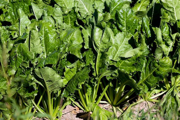 Field with sugar beet