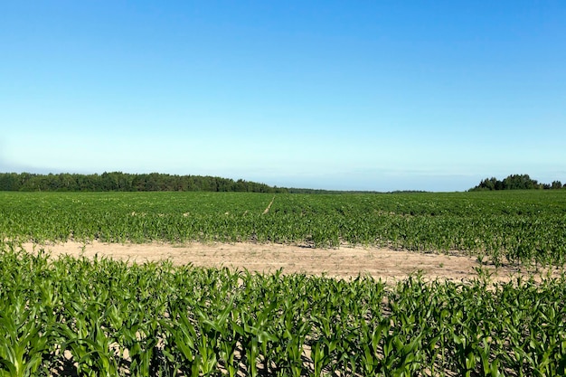 Field with sugar beet