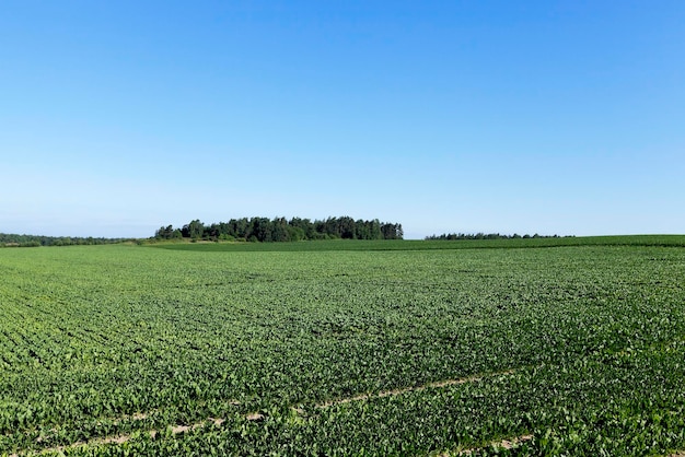 Field with sugar beet