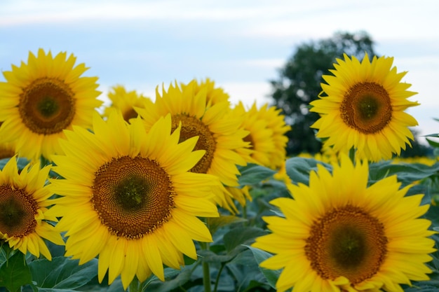 Field with sunflowers closeup a beautiful flower with perfect shapes