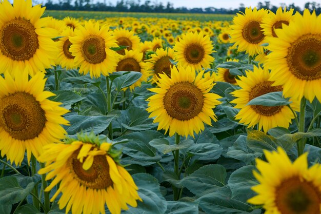 Field with sunflowers closeup A beautiful flower with perfect shapes