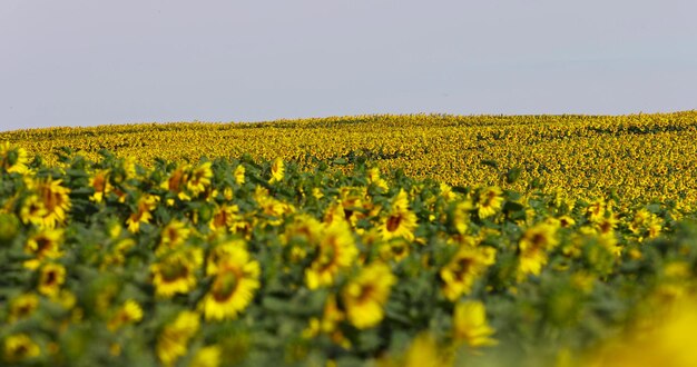 a field with sunflowers during flowering and pollination by insect bees