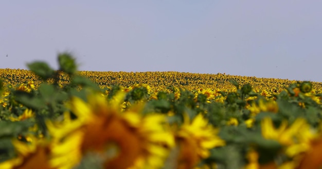 a field with sunflowers during flowering and pollination by insect bees