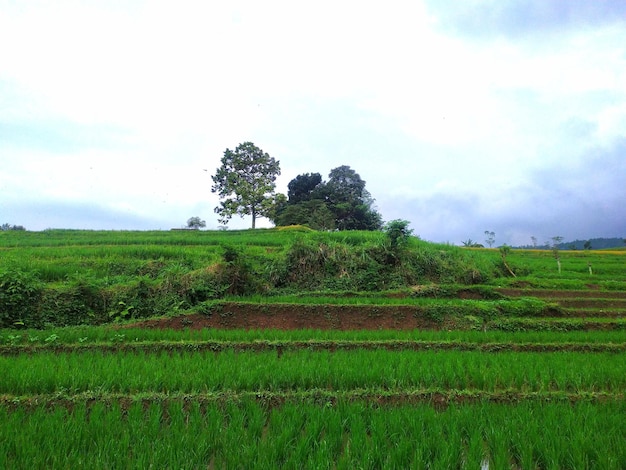 A field with a tree in the background