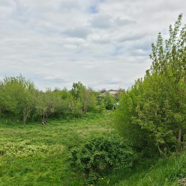 A field with a tree and a house in the background