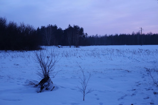 a field with a tree stump in the snow