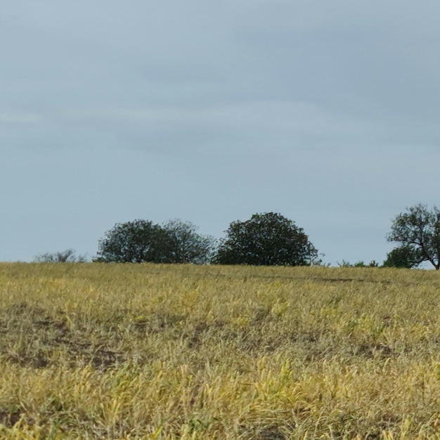 A field with trees and a blue sky