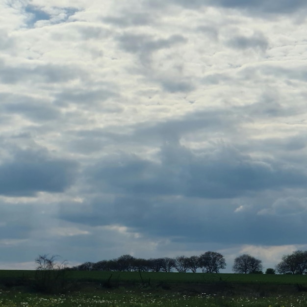 A field with trees and clouds in the sky