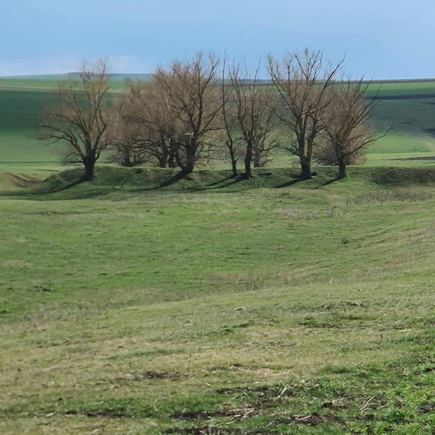 A field with trees and a field with a blue sky