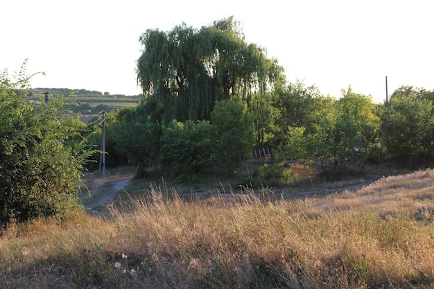 A field with trees and grass