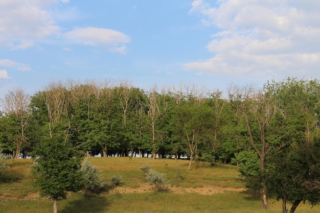 A field with trees and grass