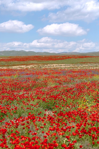 Field with tulips on the plains