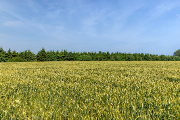 A field with unripe wheat in the summer season