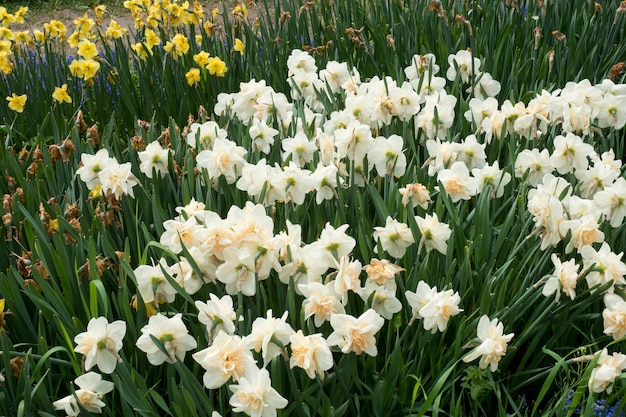 Field with white daffodils spring flowers, soft focus