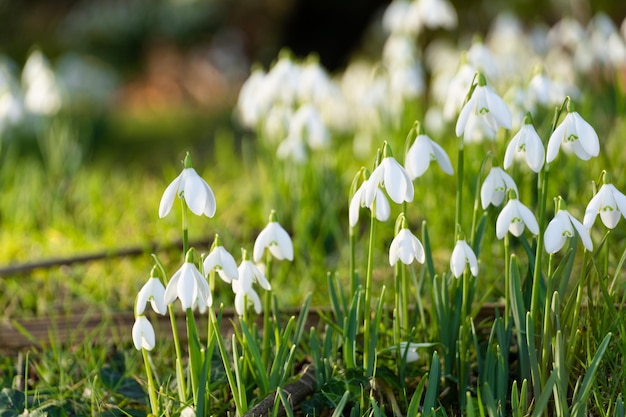 Field with white snowdrops. Winter.