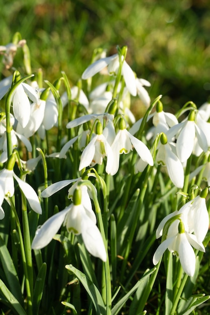 Field with white snowdrops. Winter.