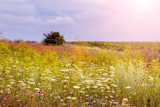 Field with wild flowers and herbs in bright sunlight