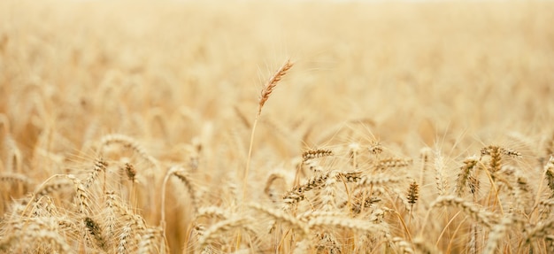 Field with yellow ripe ears of wheat on a summer day, selective focus