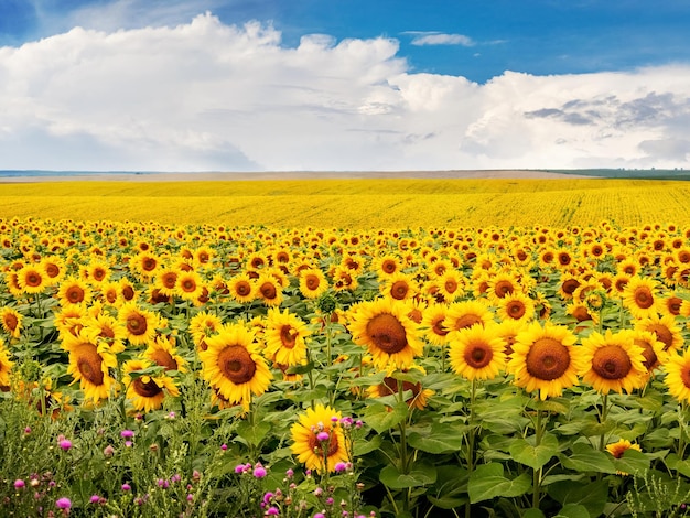 Field with yellow sunflowers and blue sky with white clouds Rural landscape