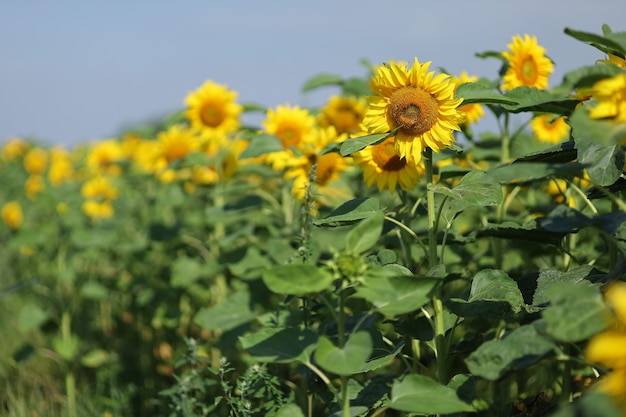 Field with yellow sunflowers