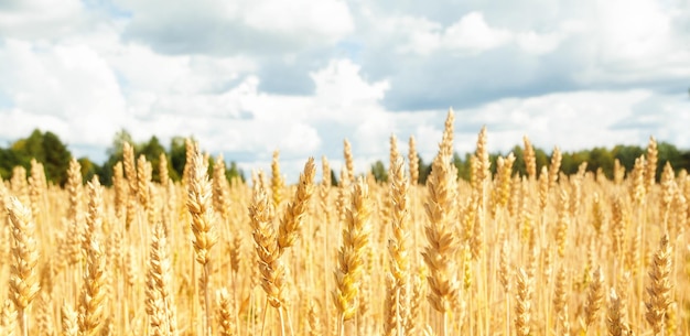 Field with yellow wheat and blue sky