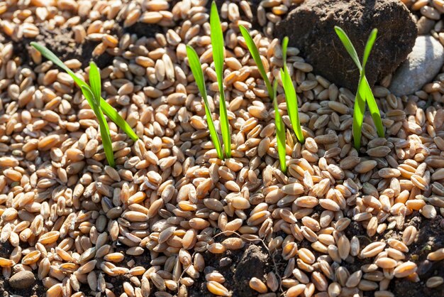 Photo field with young wheat