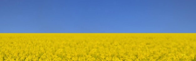 Field of yellow colza rapeseed blooming under blue sky colors of ukrainian flag