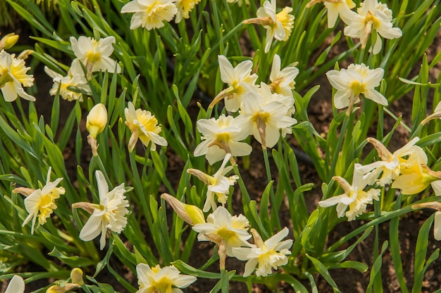 Field of yellow daffodils or narcissus flowers in full bloom with green leaves Spring