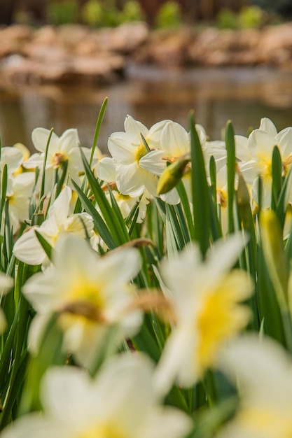 Field of yellow daffodils or narcissus flowers in full bloom with green leaves Spring