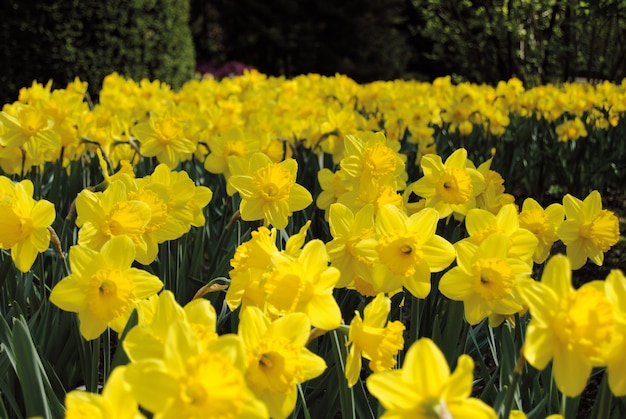 Field of yellow daffodils