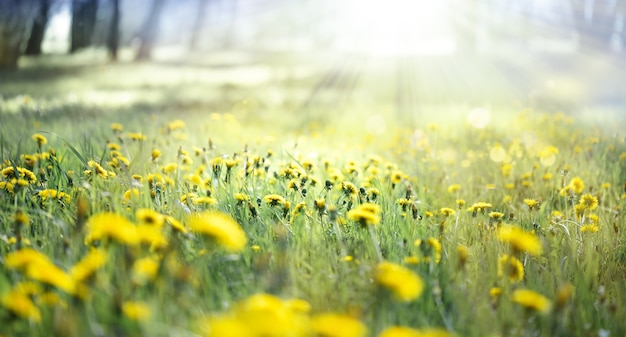 A field of yellow dandelions in a meadow and sunlight